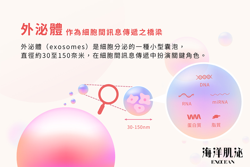 外泌體, 美人魚時尚婦產科診所, 私密處乾澀, 禿頭, 郭安妮, 高潮, 性生活